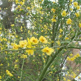 Parkinsonia africana - Wild Green Hair Tree; Lemoenhout, Lemoendoring - 5 Seed Pack - Image 4