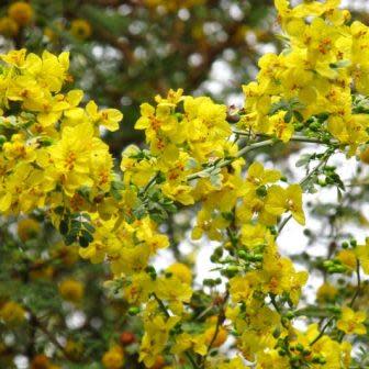 Parkinsonia africana - Wild Green Hair Tree; Lemoenhout, Lemoendoring - 5 Seed Pack - Image 5