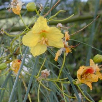 Parkinsonia africana - Wild Green Hair Tree; Lemoenhout, Lemoendoring - 5 Seed Pack - Image 6