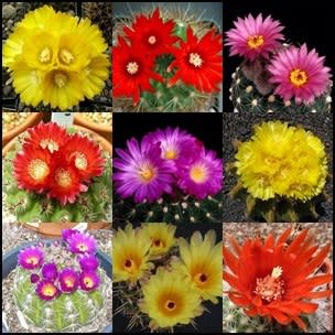Parodia Mixed Species - 10 Seed Pack