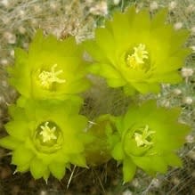 Parodia haselbergii ssp. graessneri - 5 Seed Pack - Image 3