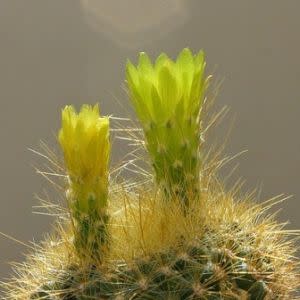 Parodia haselbergii ssp. graessneri - 5 Seed Pack - Image 5
