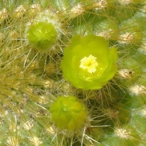 Parodia haselbergii ssp. graessneri - 5 Seed Pack - Image 6