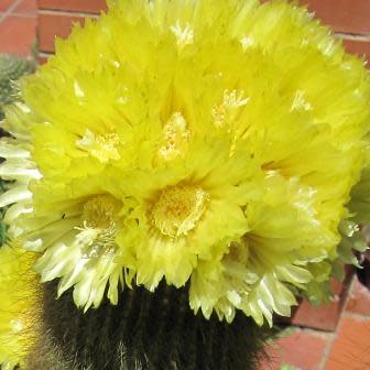 Parodia leninghausii - Lemon Ball, Golden Ball, Yellow Tower Cactus - 10+ Seed Pack - Image 2