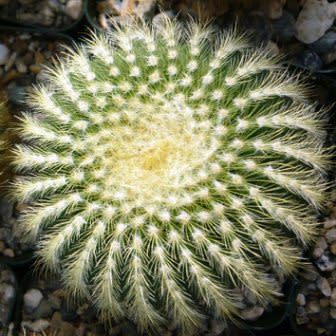 Parodia leninghausii - Lemon Ball, Golden Ball, Yellow Tower Cactus - 10+ Seed Pack - Image 3