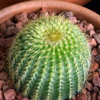 Parodia leninghausii - Lemon Ball, Golden Ball, Yellow Tower Cactus - 10+ Seed Pack - Image 4