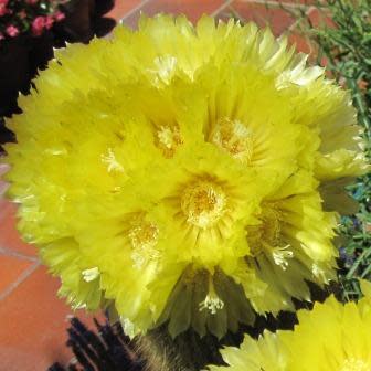 Parodia leninghausii - Lemon Ball, Golden Ball, Yellow Tower Cactus - 10+ Seed Pack - Image 5