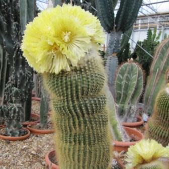Parodia leninghausii - Lemon Ball, Golden Ball, Yellow Tower Cactus - 10+ Seed Pack - Image 7