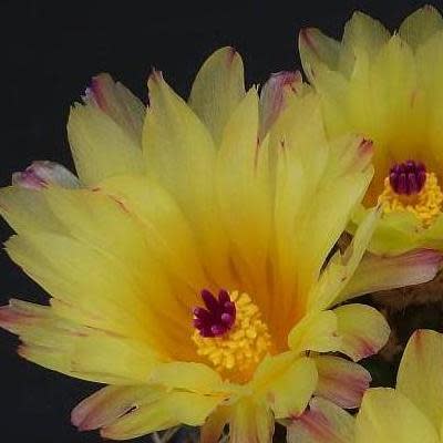 Parodia mammulosa ssp. submammulosa - Lemon Ball, Tom Thumb - 10+ Seed Pack - Image 3