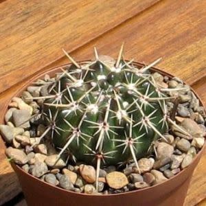 Parodia mammulosa ssp. submammulosa - Lemon Ball, Tom Thumb - 10+ Seed Pack - Image 4