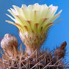 Parodia mammulosa - Tom Thumb, Lemon Ball - 10+ Seed Pack - Image 4