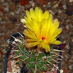Parodia mammulosa - Tom Thumb, Lemon Ball - 10+ Seed Pack - Image 6