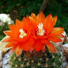 Parodia microsperma Mixed Forms - 5 Seed Pack - Image 4
