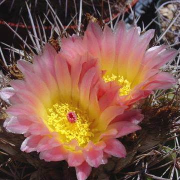 Parodia roseolutea - 10+ Seed Pack