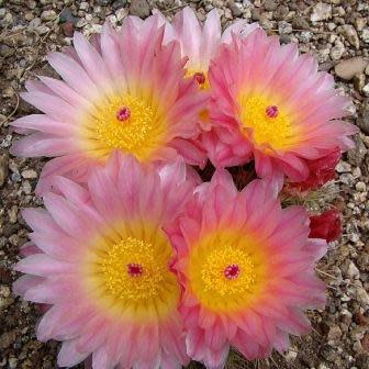 Parodia roseolutea - 10+ Seed Pack - Image 2