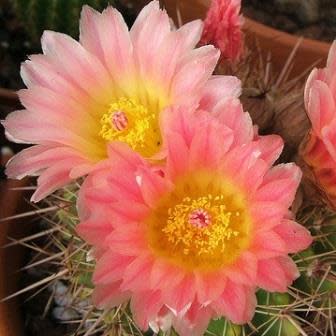 Parodia roseolutea - 10+ Seed Pack - Image 3