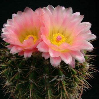 Parodia roseolutea - 10+ Seed Pack - Image 4