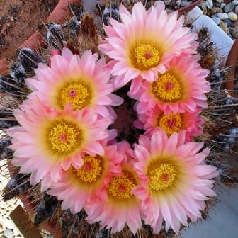 Parodia roseolutea - 10+ Seed Pack - Image 5