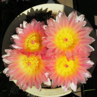 Parodia roseolutea - 10+ Seed Pack - Image 6