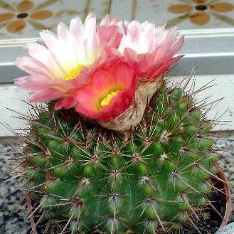 Parodia roseolutea - 10+ Seed Pack - Image 7