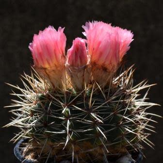 Parodia roseolutea - 10+ Seed Pack - Image 8