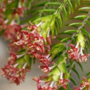 Passerina falcifolia - Outeniqua Gonna - 5 Seed Pack
