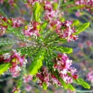 Passerina obtusifolia - Karoo Gonna; Karoo Bakers Bush - 5 Seed Pack