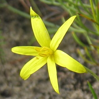 Pauridia flaccida - Sterretjie - 5 Seed Pack