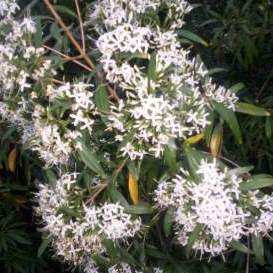 Pavetta lanceolata - Weeping Bride's Bush, Bridal Bush, Christmas Bush; Treurbruidsbos, Bruidsbos - 5 Seed Pack - Image 2