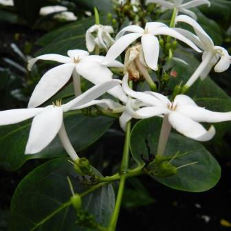 Pavetta revoluta - Dune Bride's Bush; Duinebruidsbos - 5 Seed Pack - Image 2