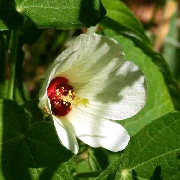 Pavonia senegalensis - 5 Seed Pack