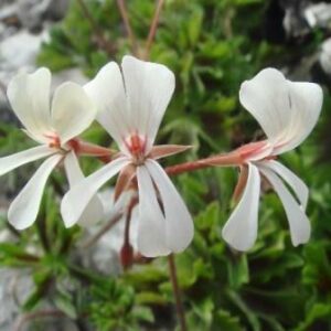 Pelargonium alchemilloides - Malva, Pink Trailing Pelargonium; Wildemalva - 5 Seed Pack