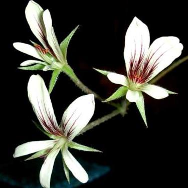 Pelargonium aridum - 5 Seed Pack