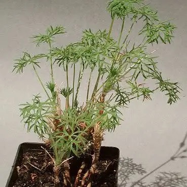 Pelargonium aridum - 5 Seed Pack - Image 3