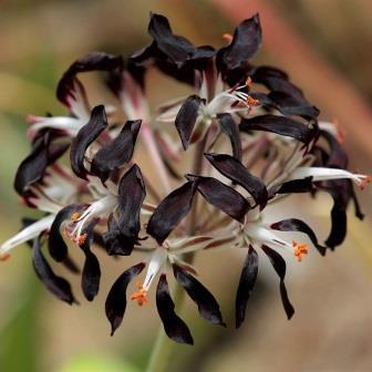 Pelargonium auritum - 5 Seed Pack - Image 2