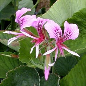 Pelargonium cordifolium - Heart-leaved Pelargonium - 5 Seed Pack