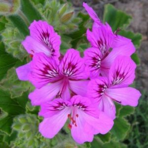 Pelargonium cucullatum - Wilde Malva; Hooded-leaf Pelargonium, Tree Pelargonium - 5 Seed Pack