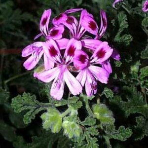 Pelargonium denticulatum - Toothed-leaved Pelargonium, Pine-scented Geranium, Fernleaf Geranium - 5 Seed Pack