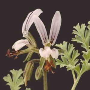 Pelargonium dolomiticum - 5 Seed Pack