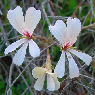 Pelargonium elongatum - Upright Coconut Geranium - 5 Seed Pack