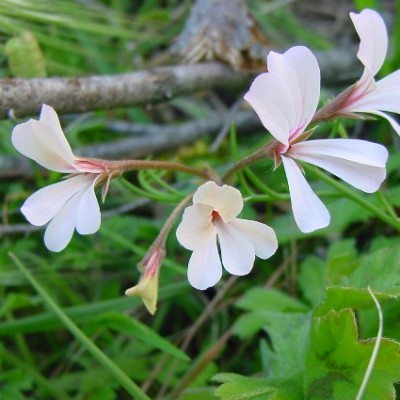 Pelargonium elongatum - Upright Coconut Geranium - 5 Seed Pack - Image 2