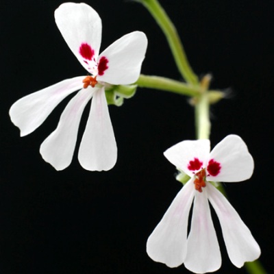 Pelargonium elongatum - Upright Coconut Geranium - 5 Seed Pack - Image 3