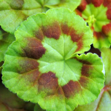 Pelargonium elongatum - Upright Coconut Geranium - 5 Seed Pack - Image 4