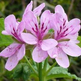 Pelargonium glutinosum - 5 Seed pack