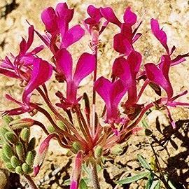 Pelargonium incrassatum - T'neitjie - 5 Seed Pack