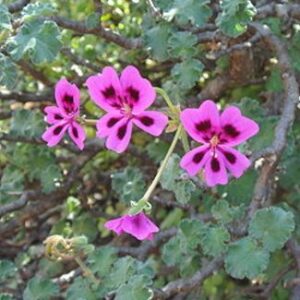 Pelargonium magenteum - Rabas, Magenta-flowered Pelargonium - 5 Seed Pack