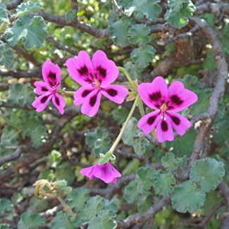 Pelargonium magenteum - Rabas, Magenta-flowered Pelargonium - 5 Seed Pack