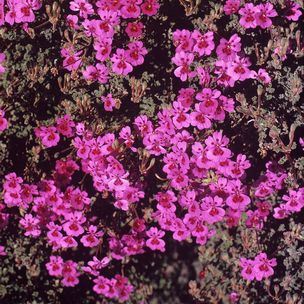 Pelargonium magenteum - Rabas, Magenta-flowered Pelargonium - 5 Seed Pack - Image 2
