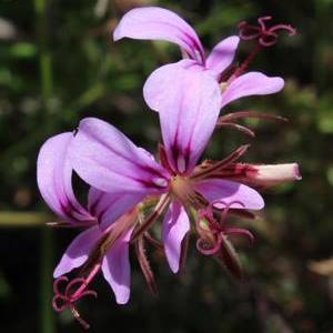 Pelargonium multicaule ssp multicaule - 6 Seed Pack