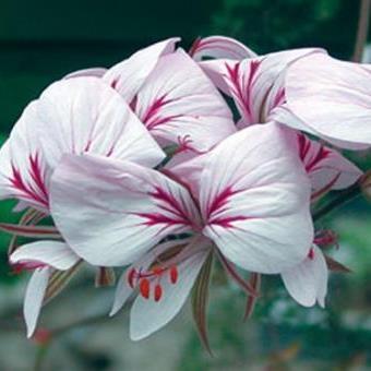 Pelargonium myrrifolium var corandrifolium - 5 Seed Pack